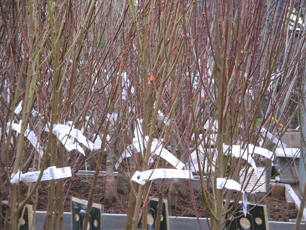 logo sadnice ,,CRNJELOVO,,