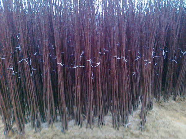 logo kalemovi sadnica